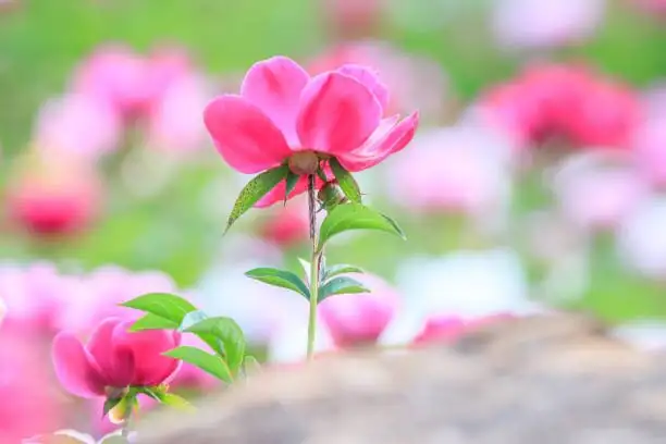 peony planting buds soil level