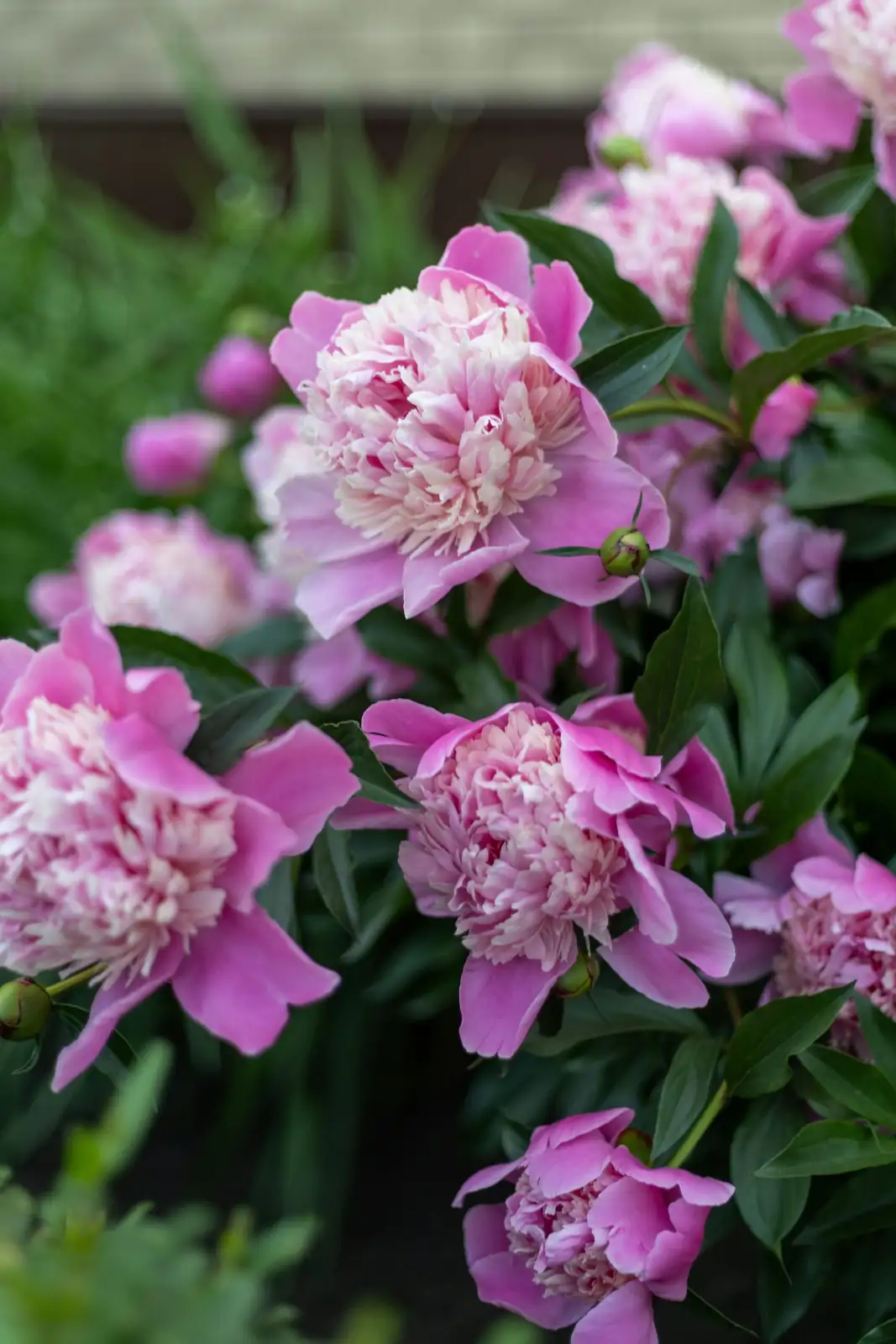 从北方冷凉草原到世界庭院：芍药的故乡与驯化漂流记