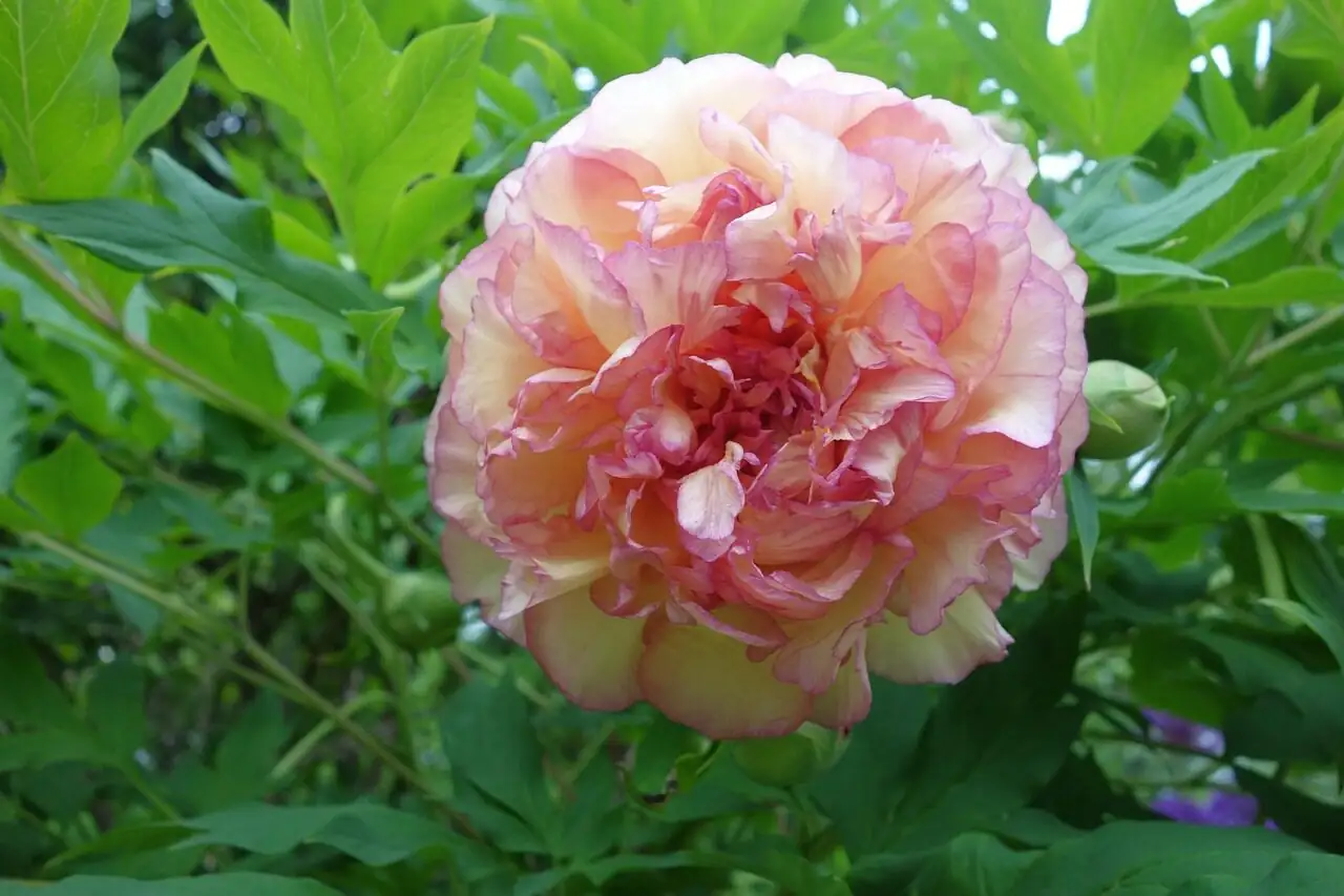 peony bare roots close-up
