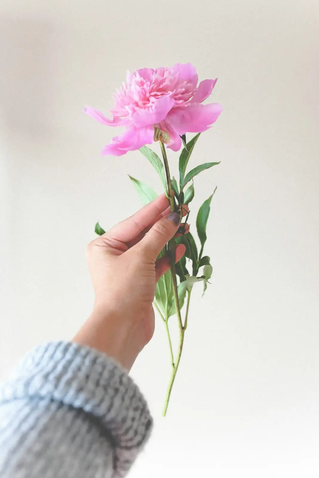 peony disbudding hand close-up