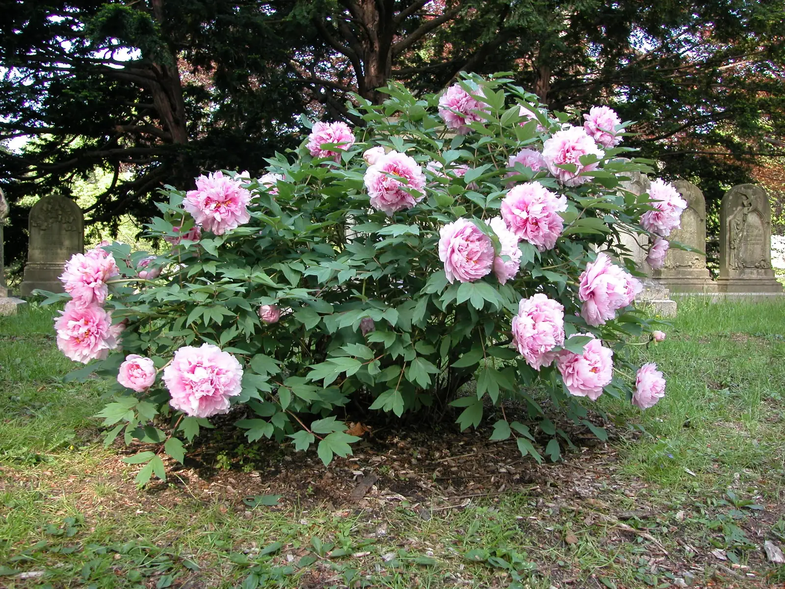 peony leggy growth shade garden