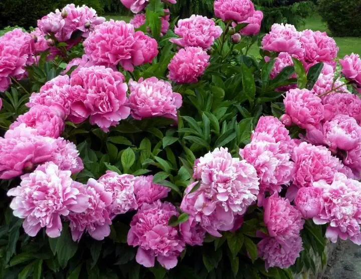 peony full sun vibrant flowers