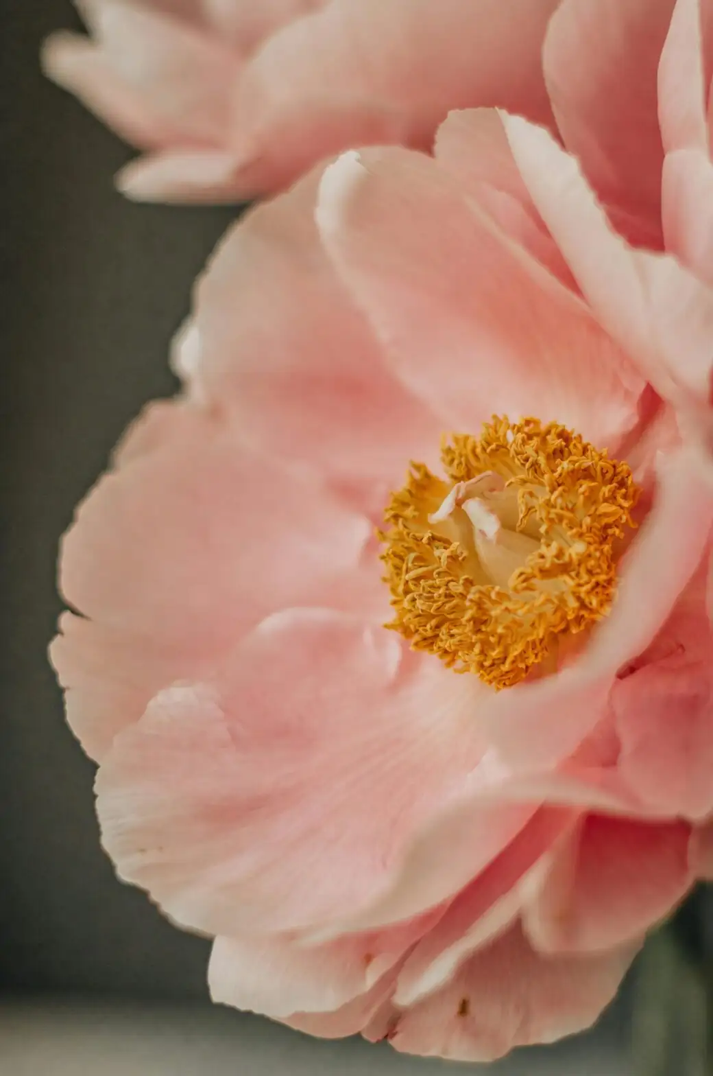 peony tight bud showing color