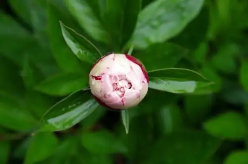 peony color showing bud close-up