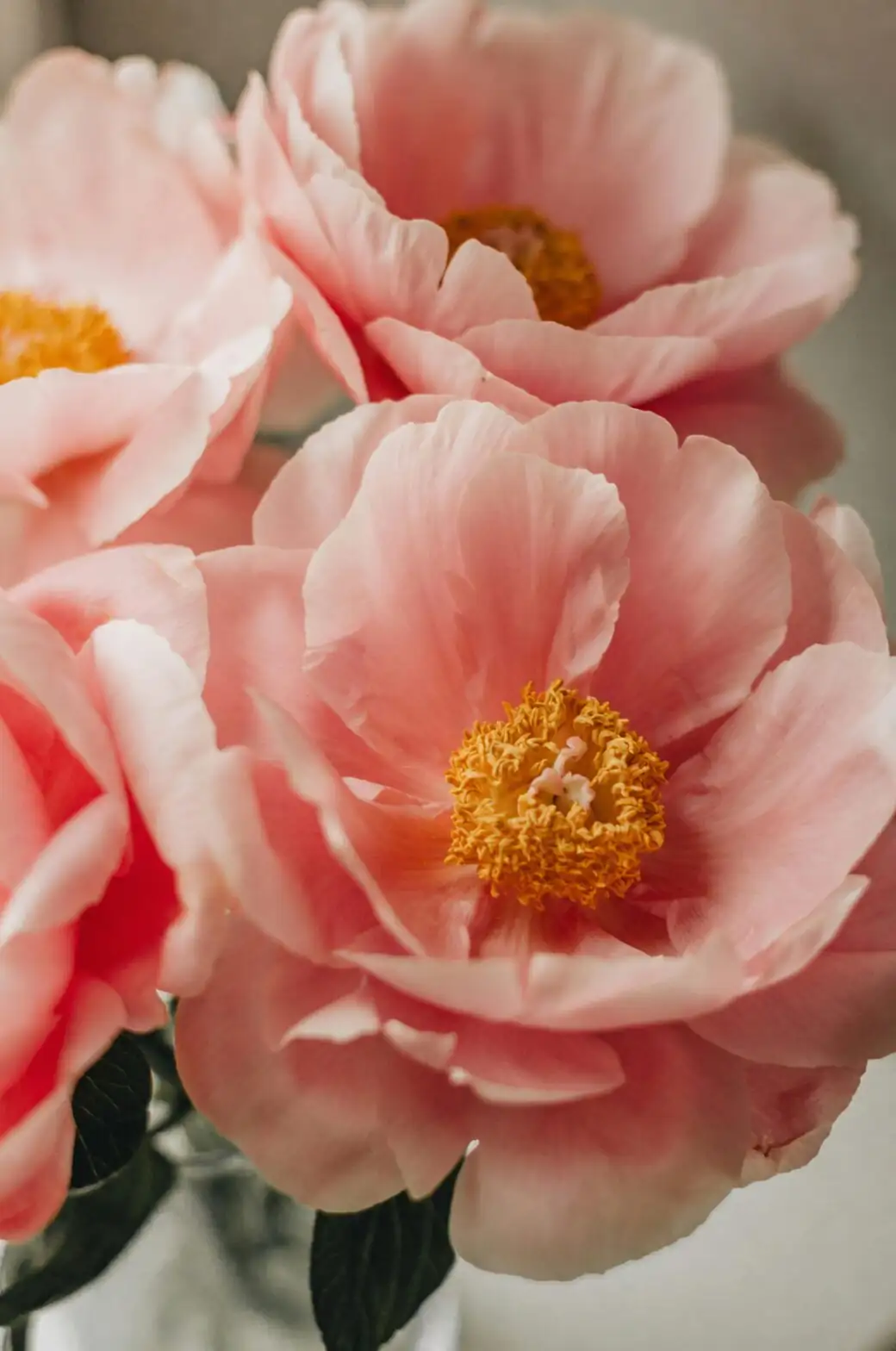 peony deep water conditioning tall vase