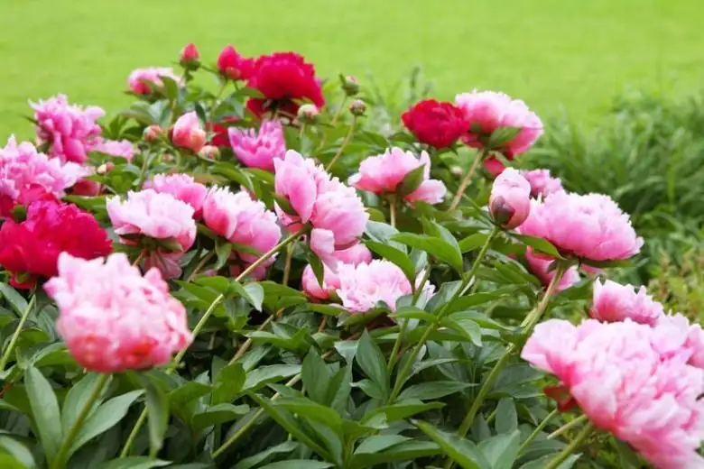 peony bloom stages day by day