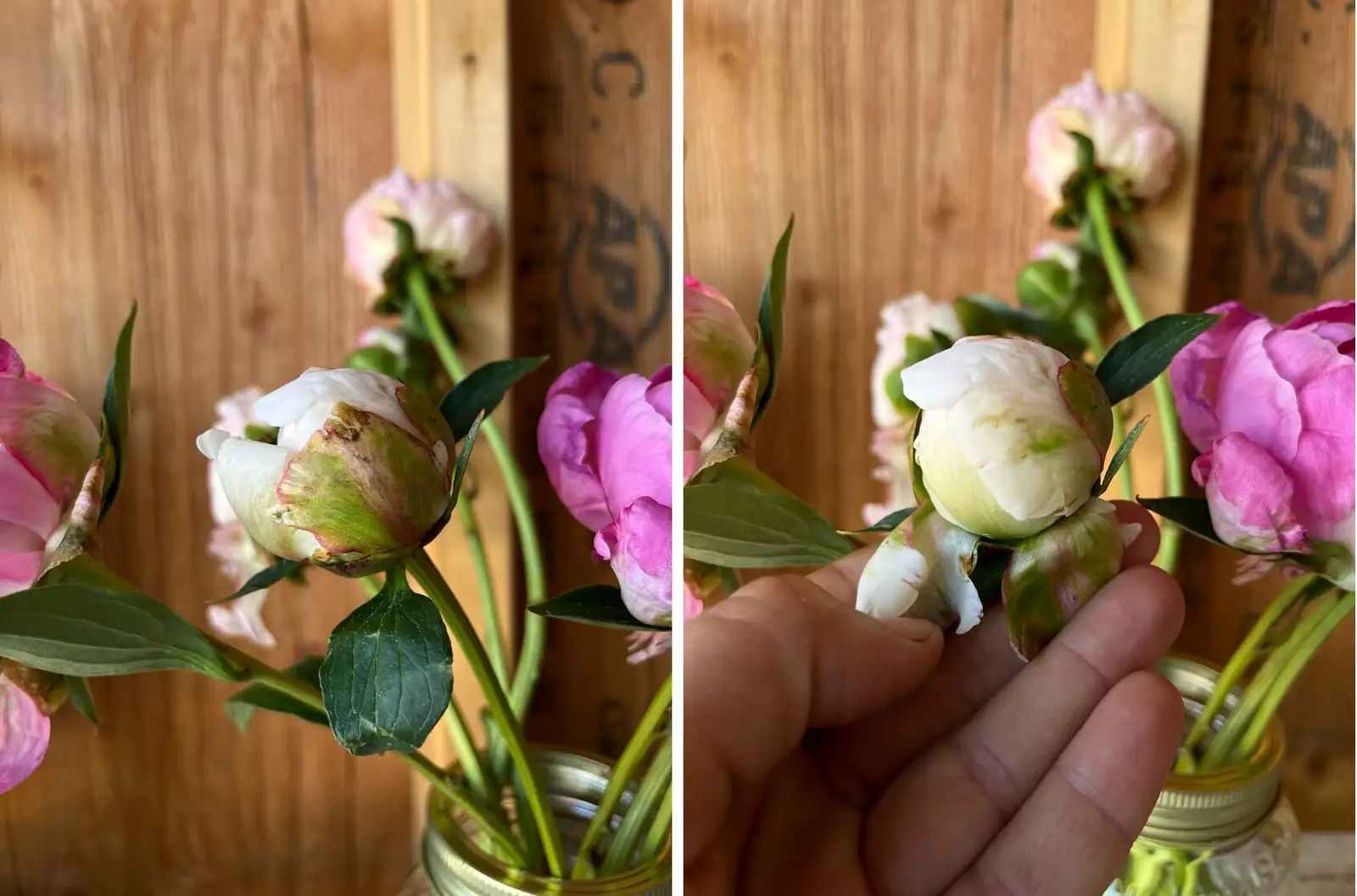 peony removing guard petals hands