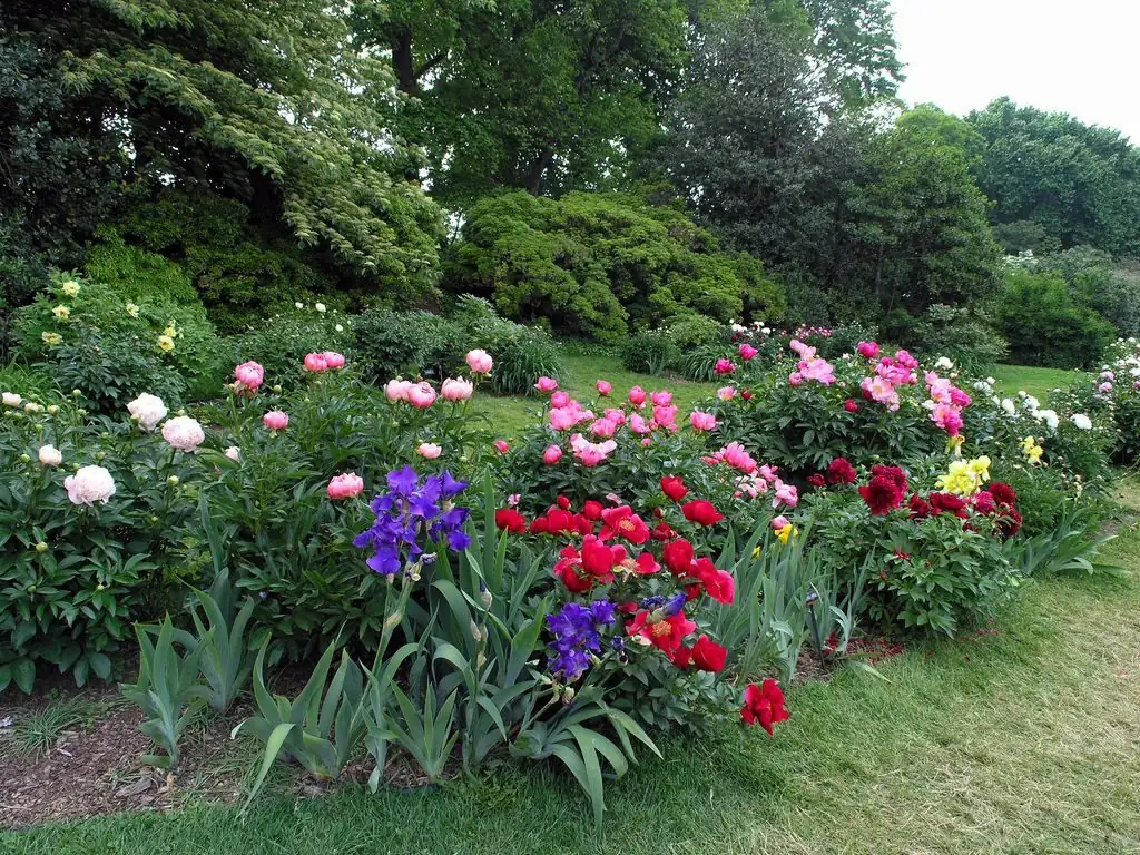 peony and iris mixed border