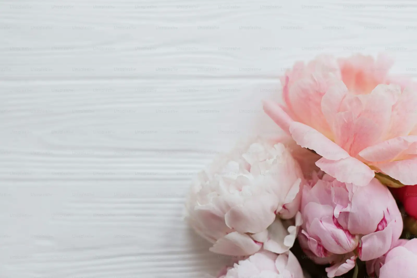 peony with lavender edging