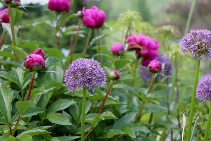 peony and allium garden