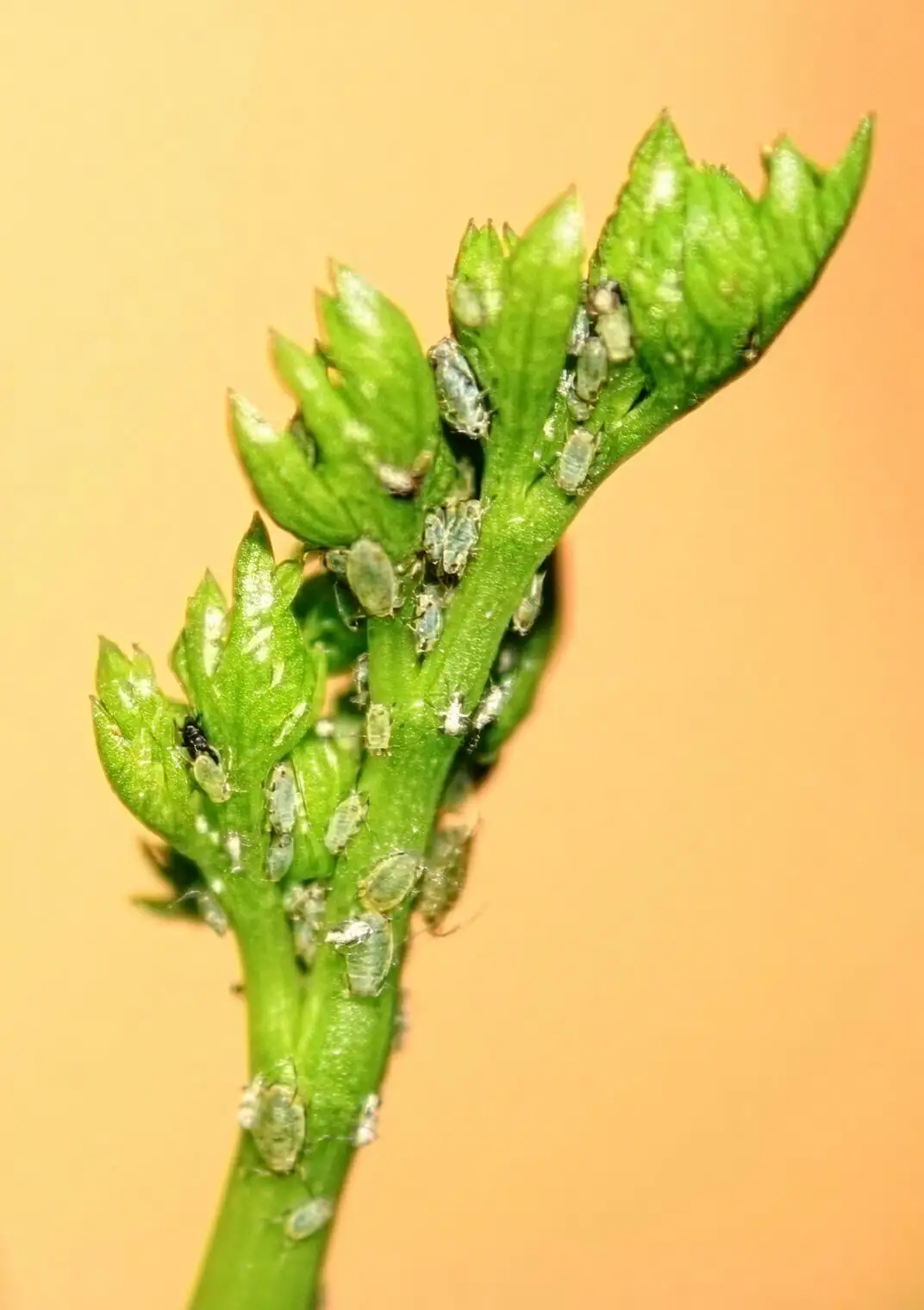 peony aphids leaf close-up