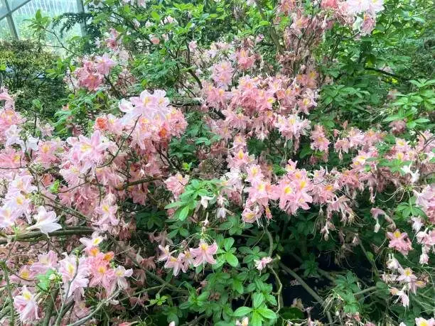 一年开2～3次的节奏表：比利时杜鹃四季养护日历