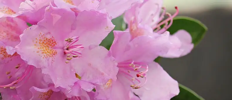 Belgian azalea pruning after flowering