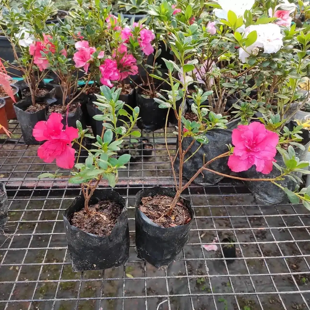 Belgian azalea summer shade balcony