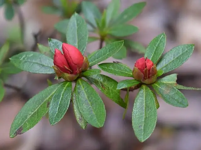 Belgian azalea flower buds close-up