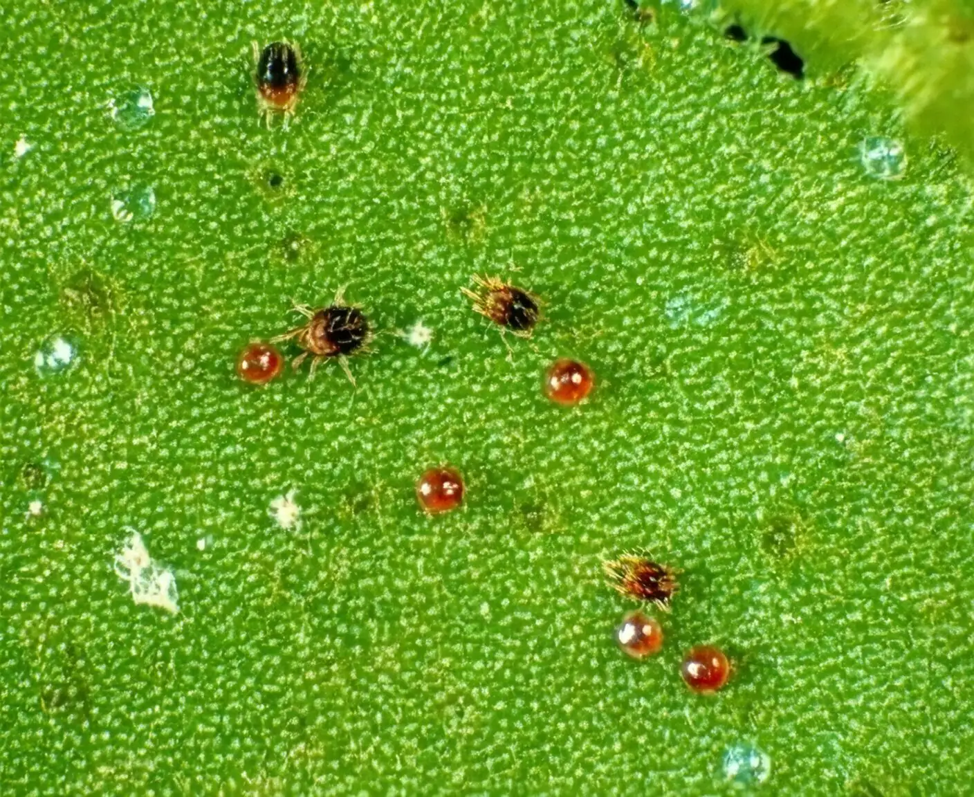 Belgian azalea spider mite leaf