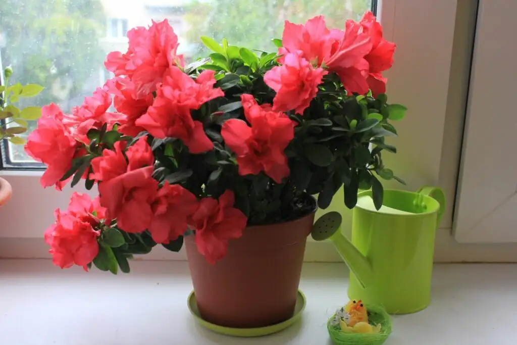 Belgian azalea east-facing windowsill