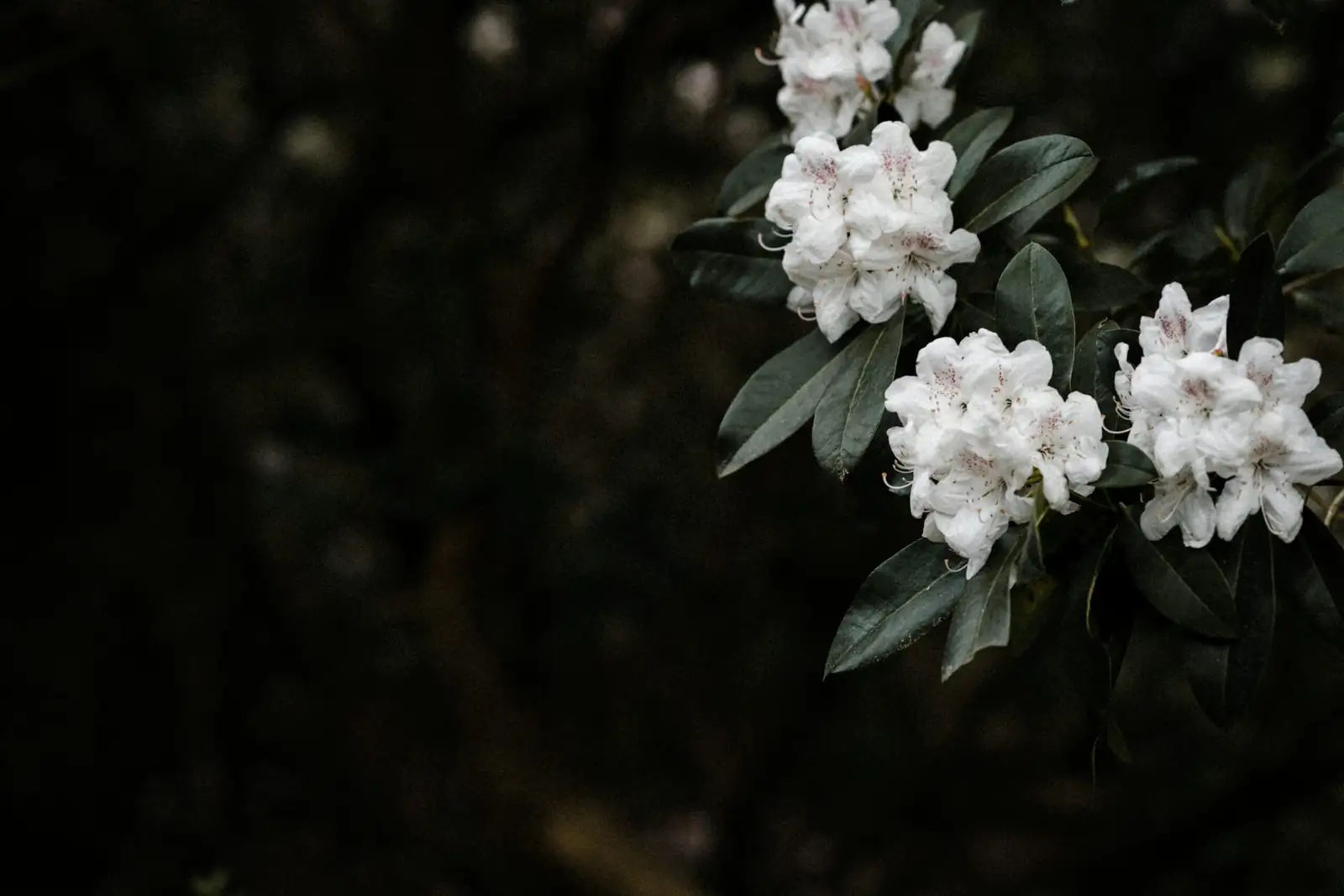 azalea scale insects on stems close-up