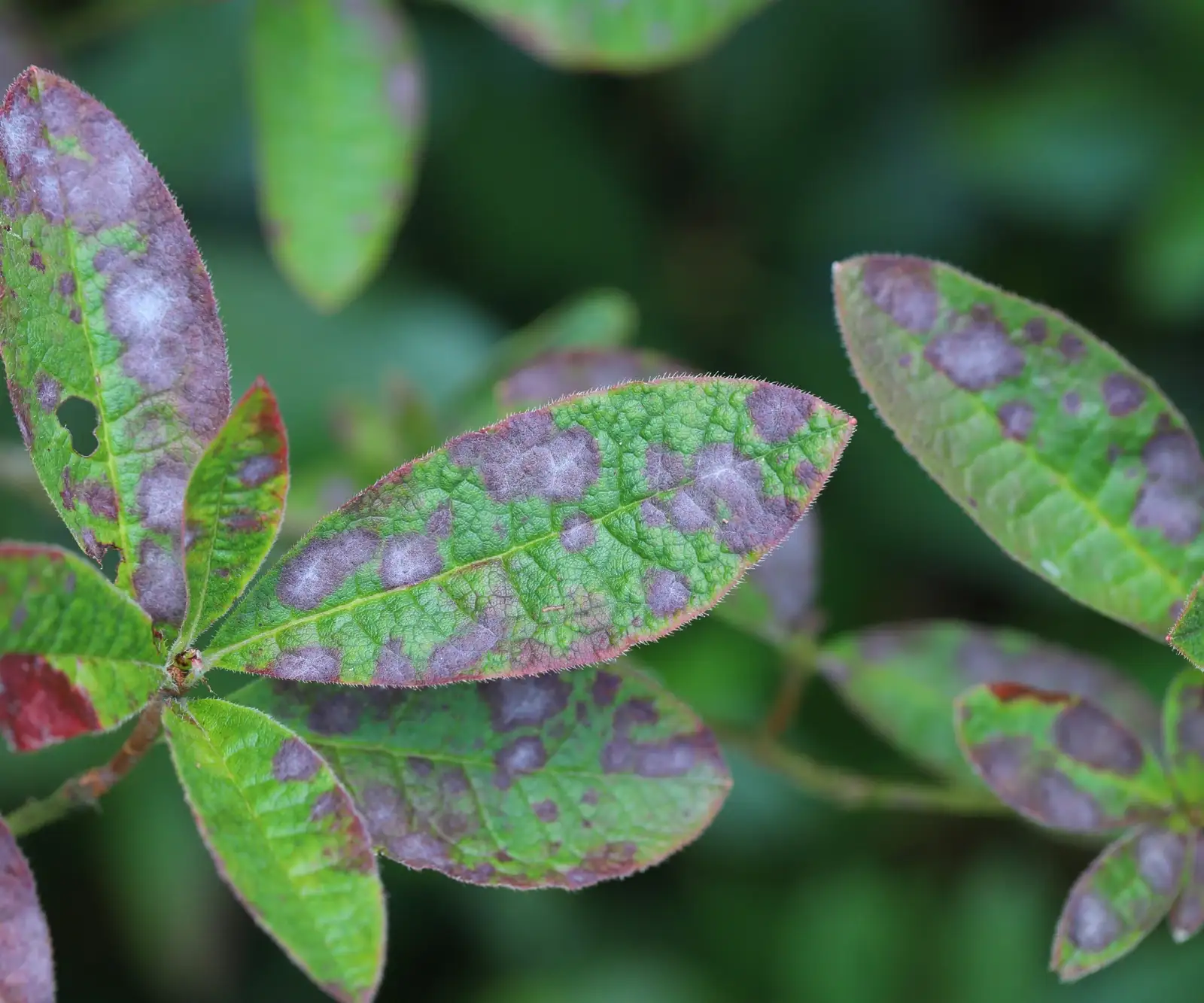 azalea leaf black spot close-up