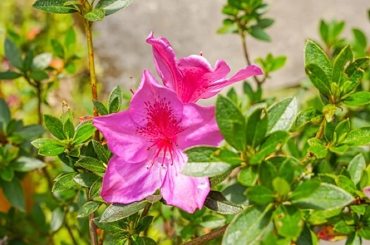 Belgian azalea flower buds close-up