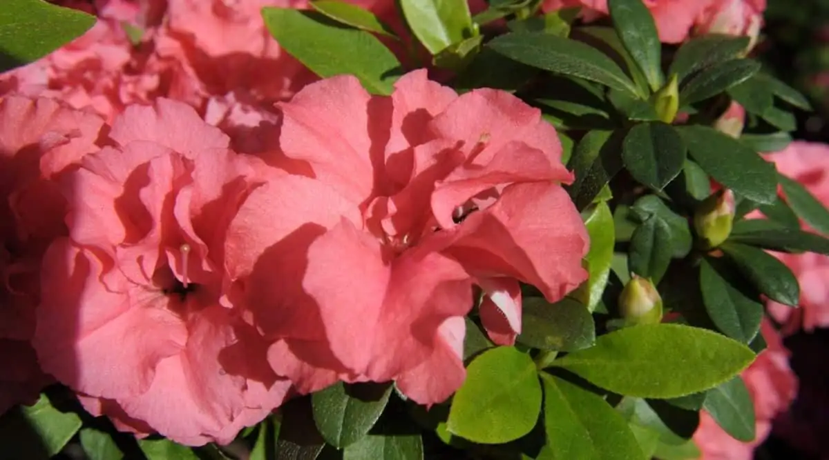Belgian azalea color varieties close up