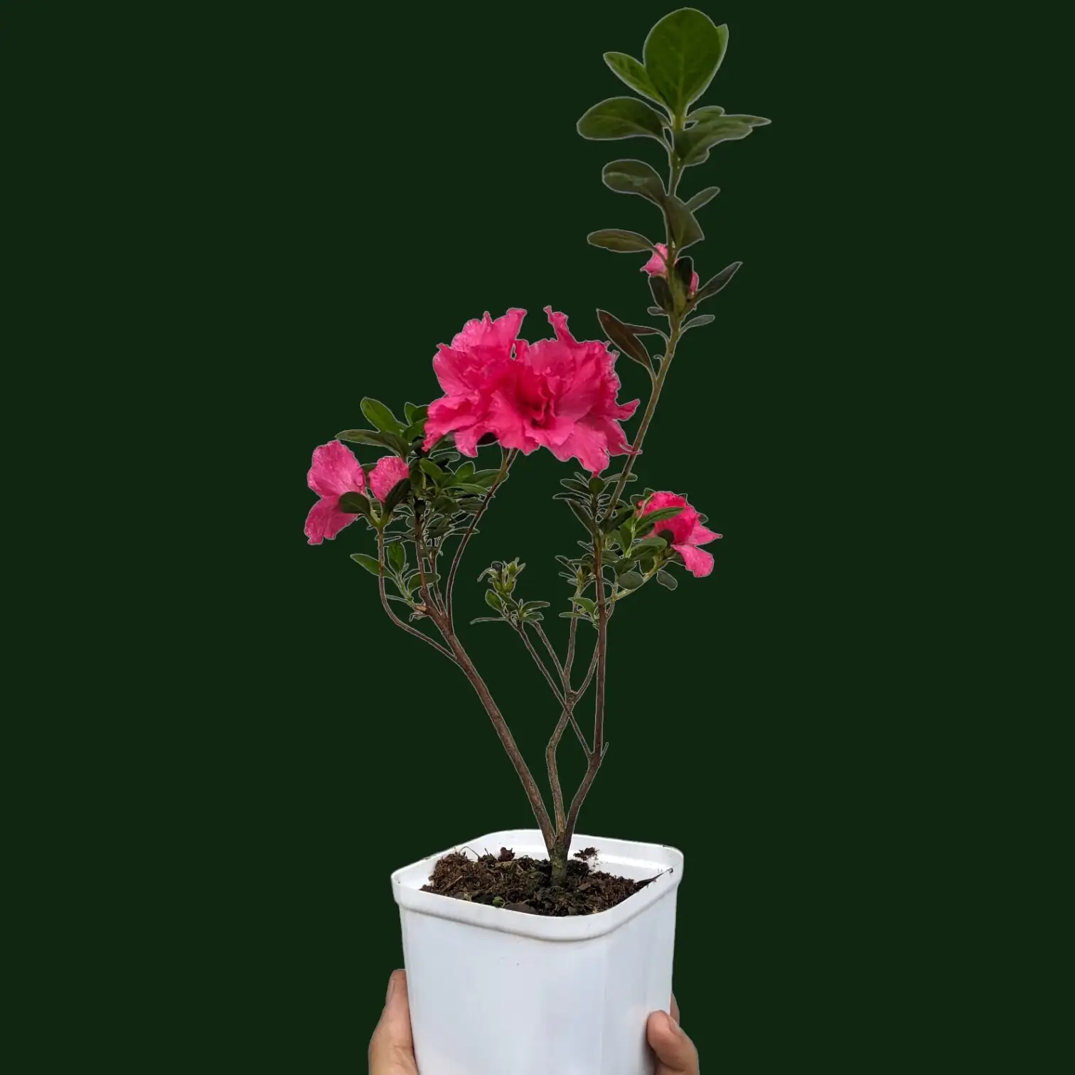 Belgian azalea leaf inspection hands