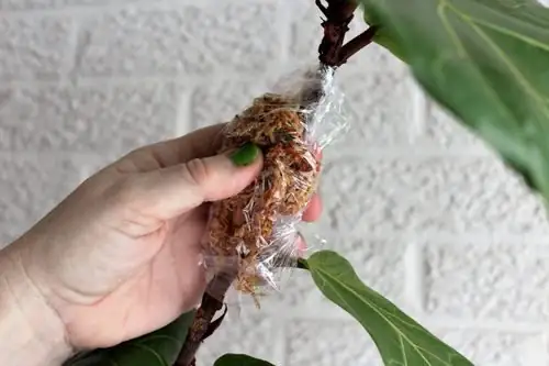 Belgian azalea air layering moss wrap