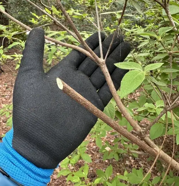 Belgian azalea stem cutting preparation