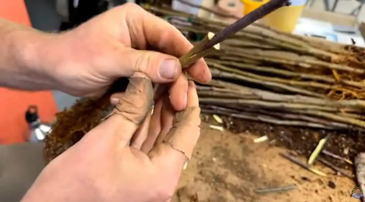 Belgian azalea wedge grafting tape