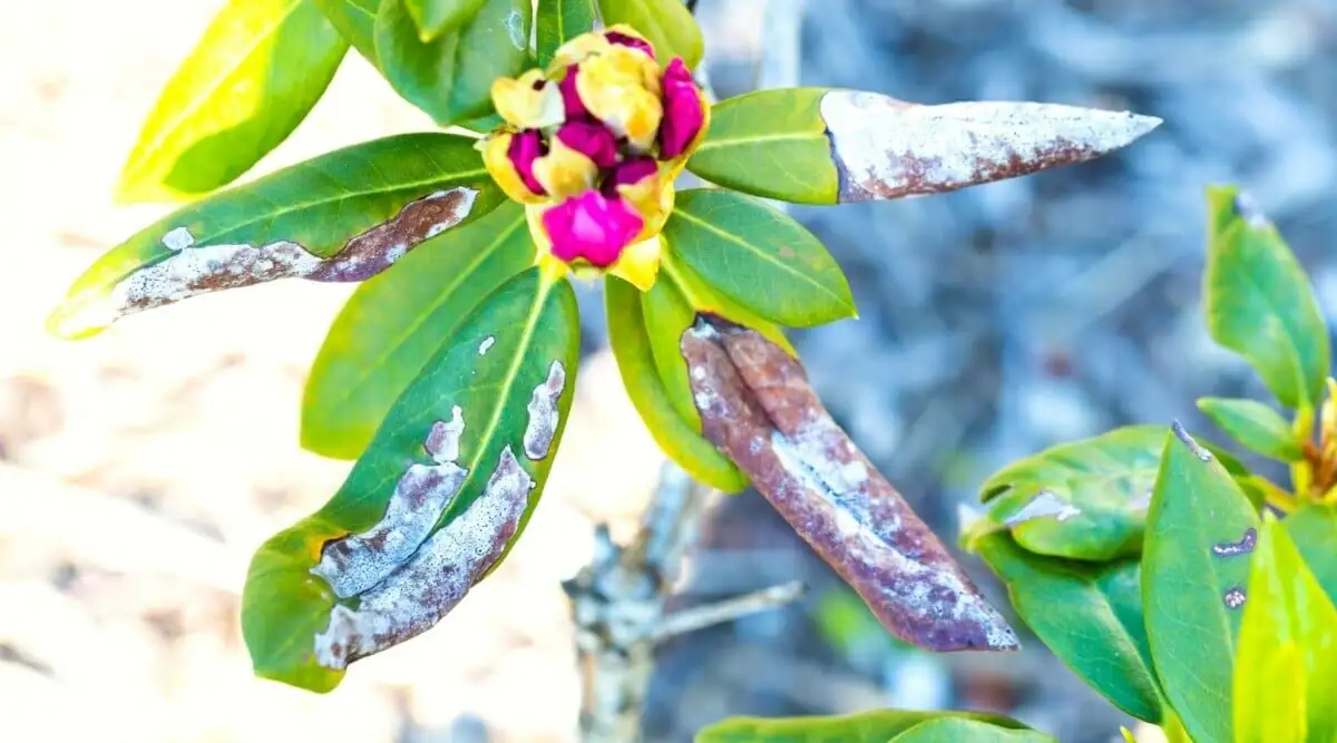 Belgian azalea chlorosis leaves close-up