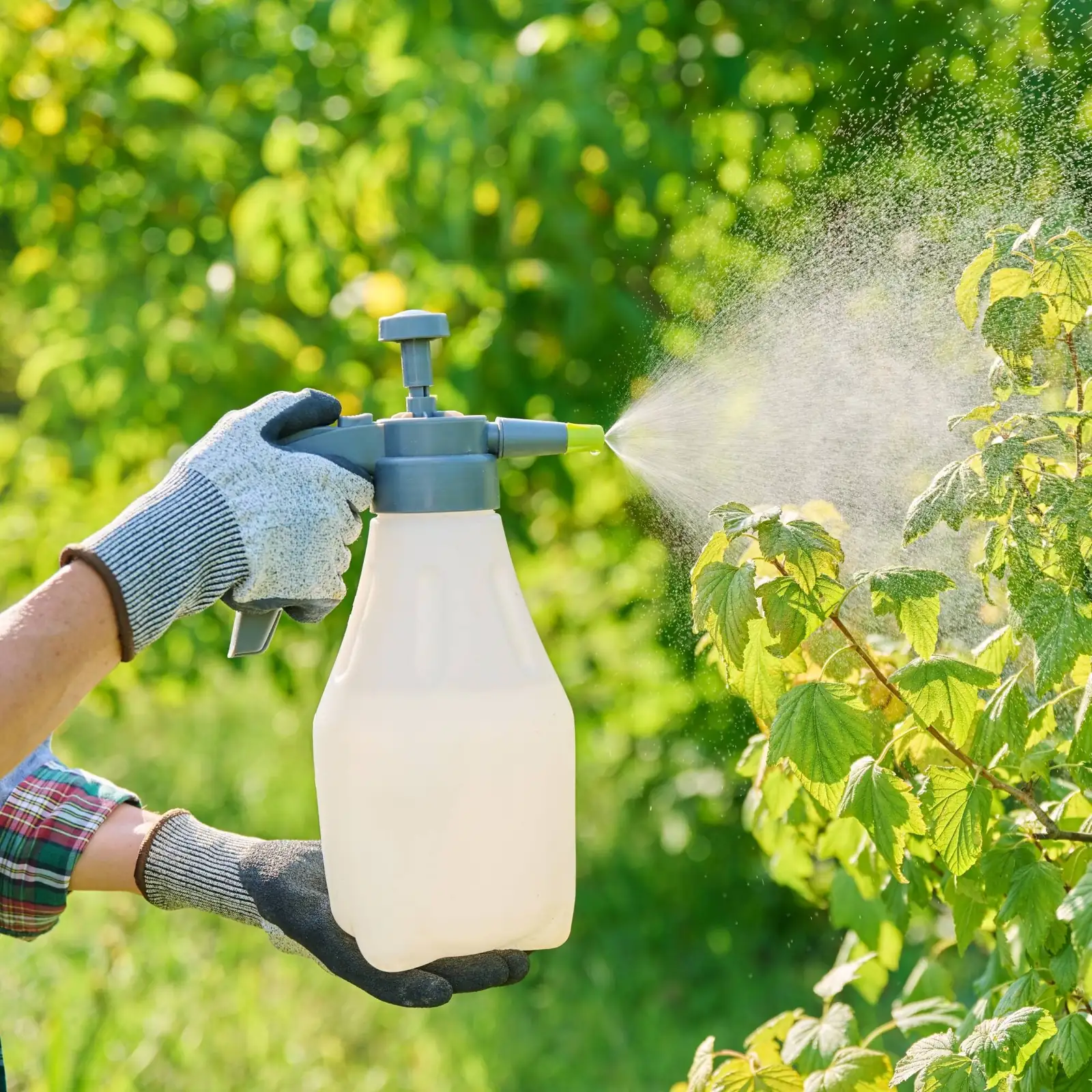 Belgian azalea foliar iron spray