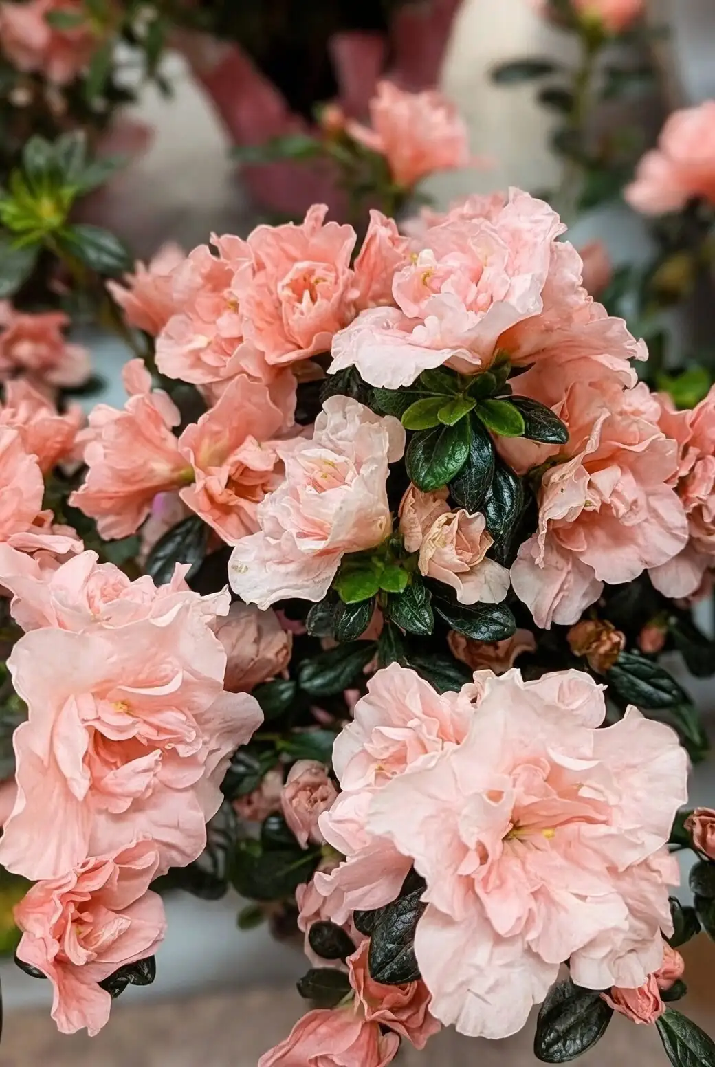 Belgian azalea repotting pruning roots