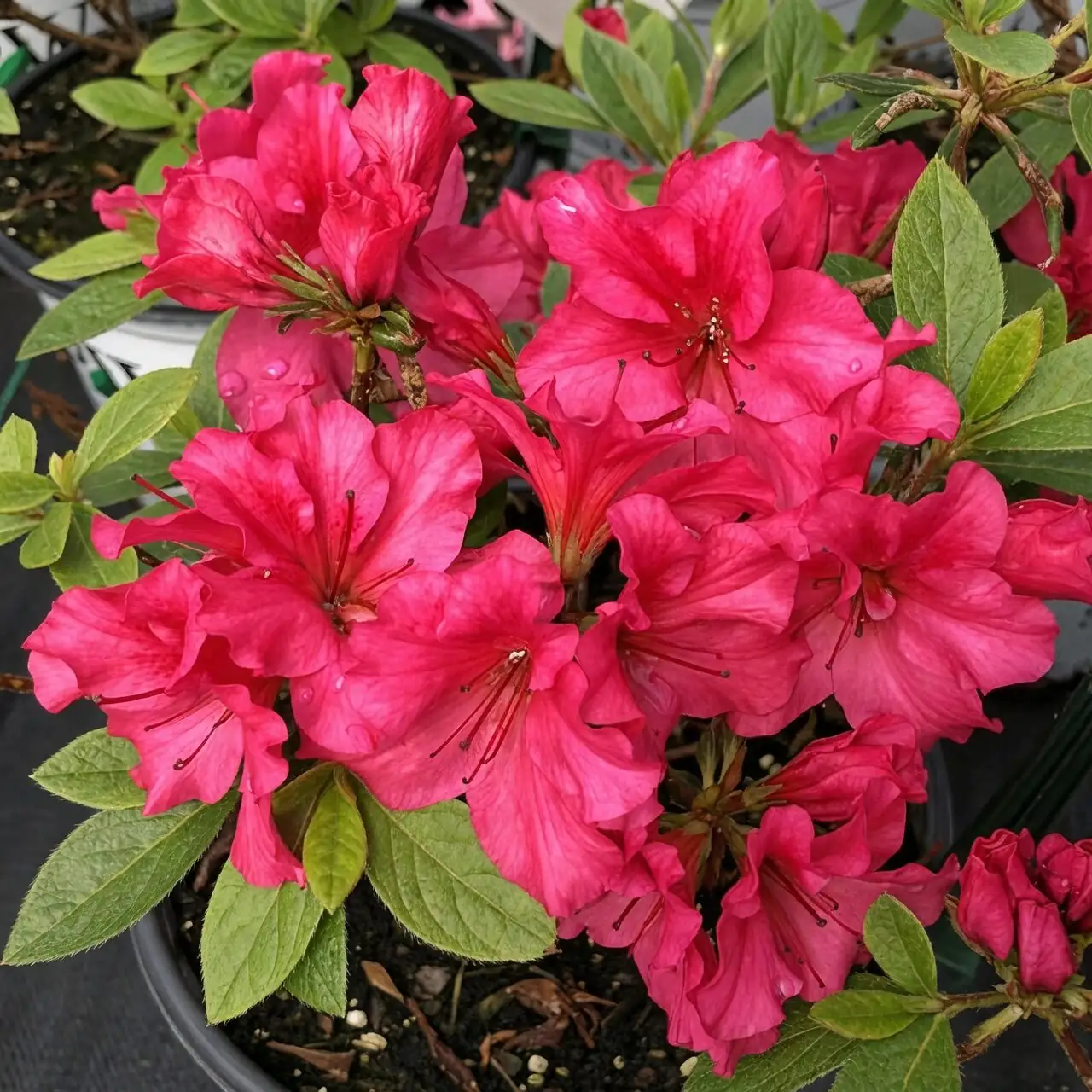 Belgian azalea compact potted shrub