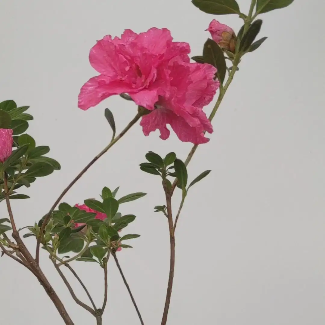 Belgian azalea healthy glossy leaves