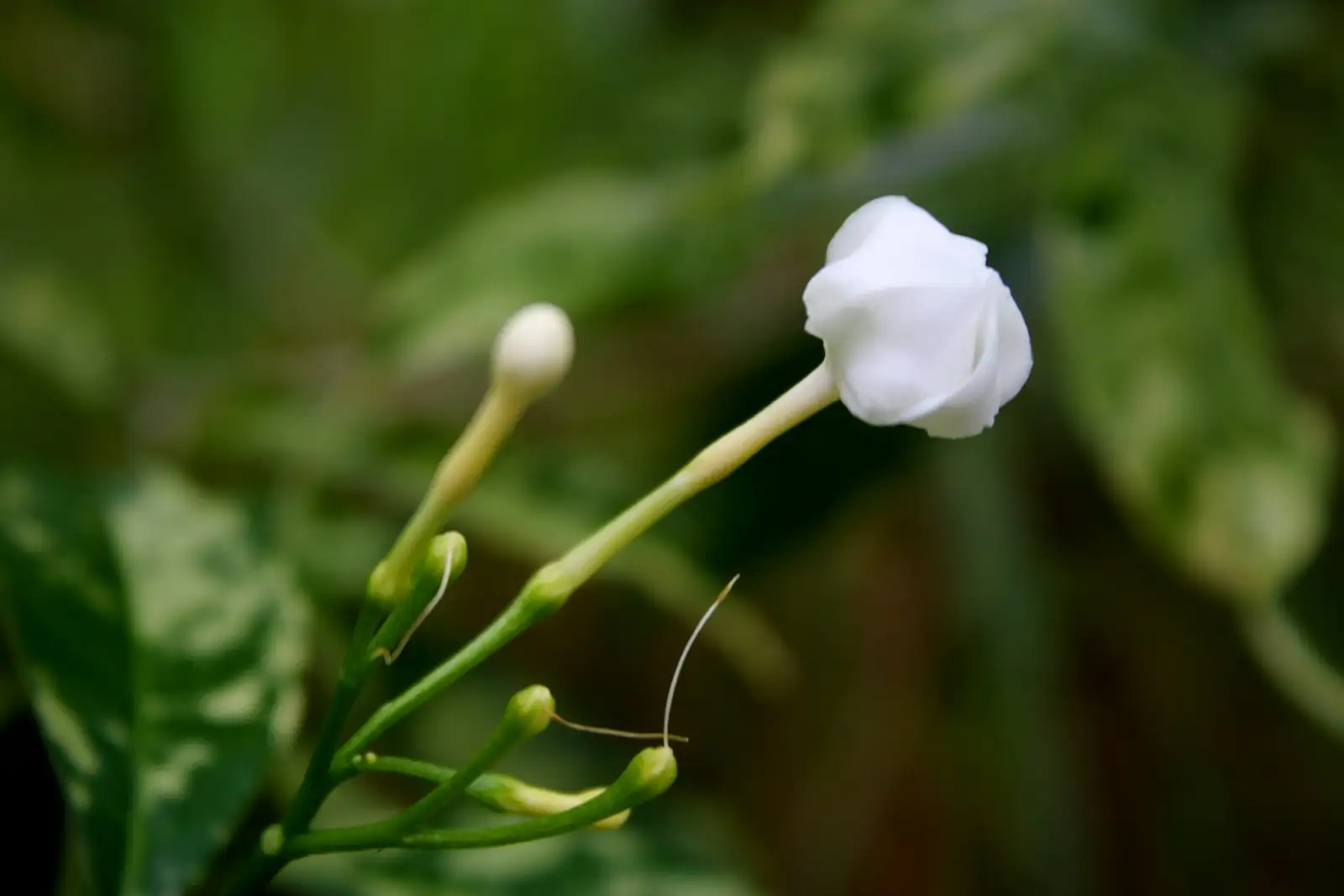 Belgian azalea buds partially open