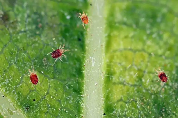 Belgian azalea leaf underside spider mites