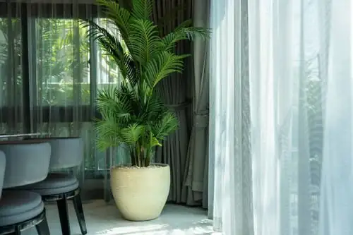 zebra plant east window sheer curtain