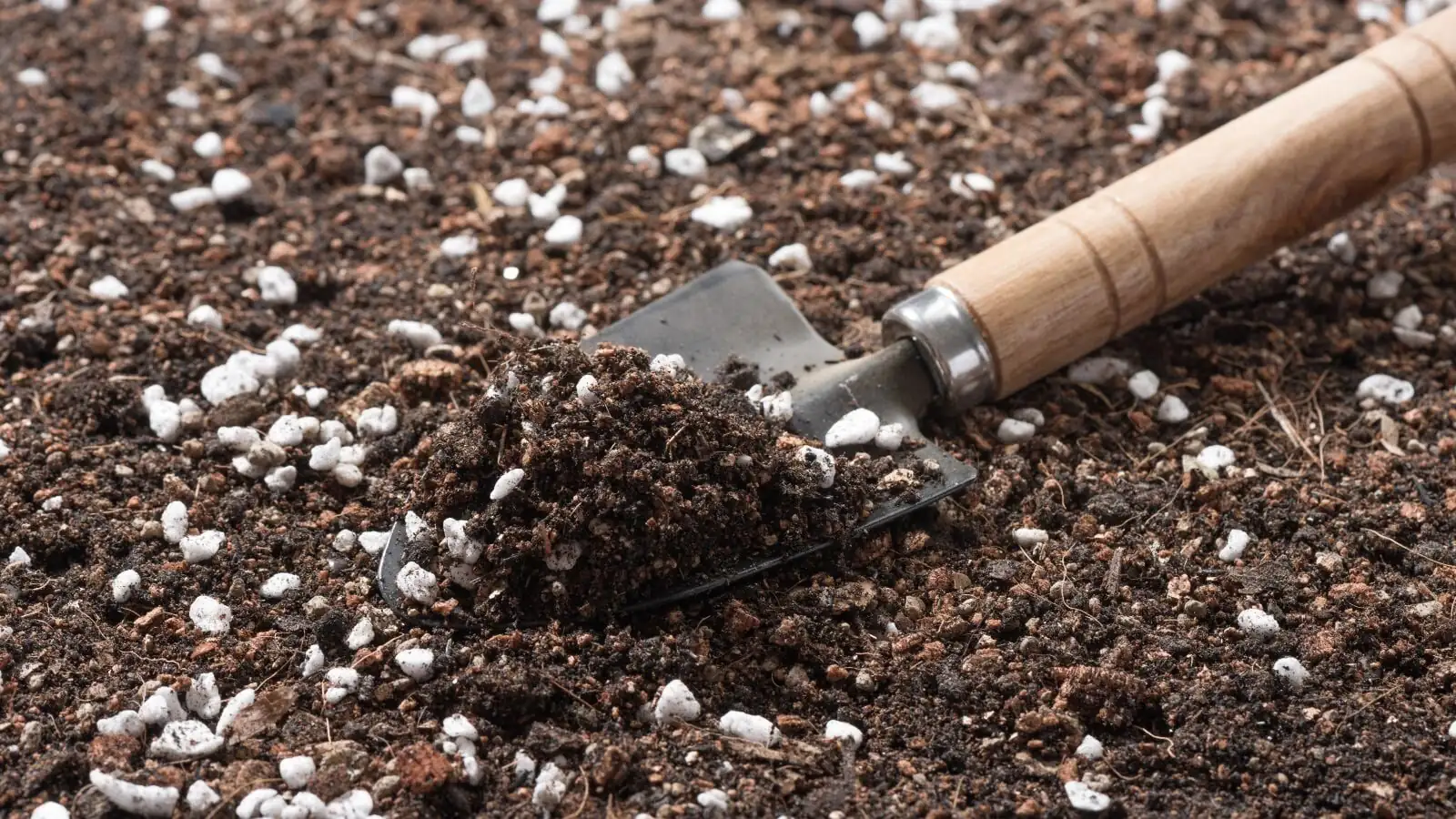 zebra plant potting mix perlite drainage