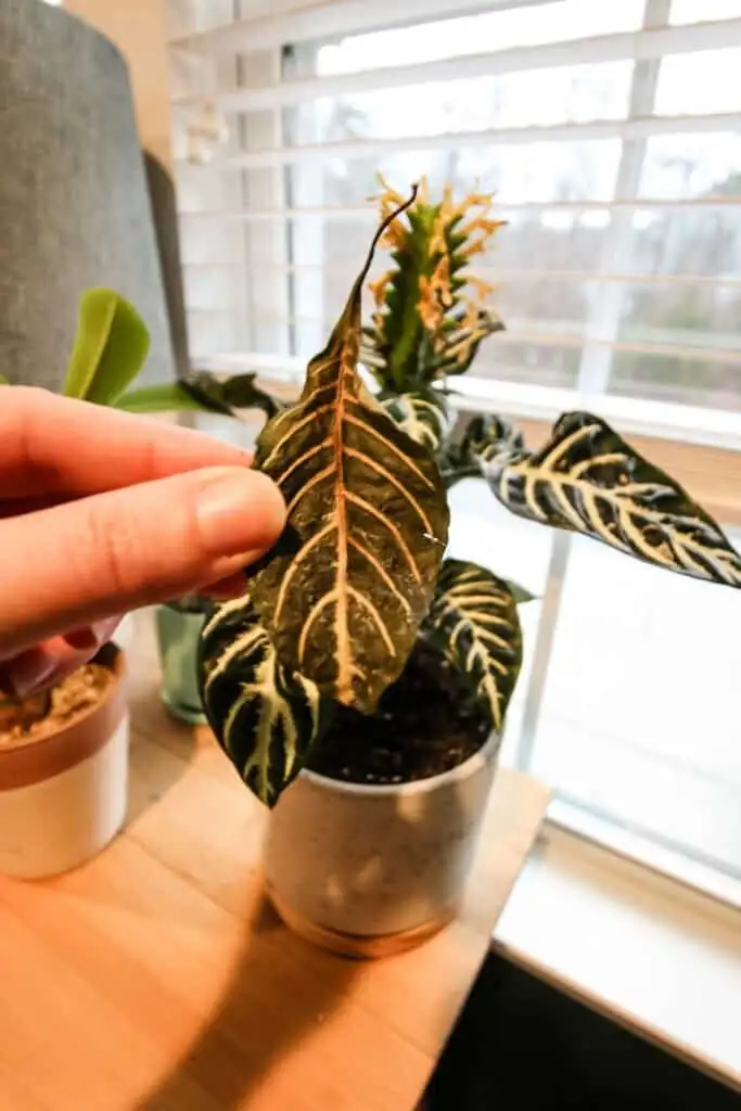 zebra plant soil moisture check