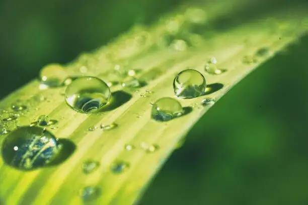 zebra plant leaf drop close-up