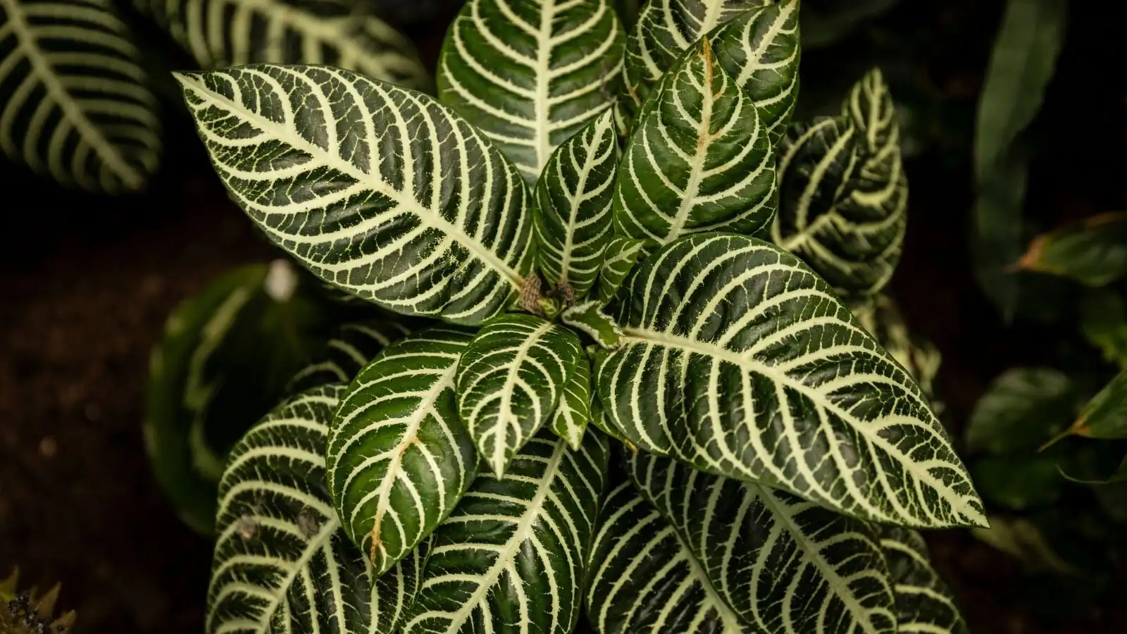 zebra plant leaf spot fungus close-up