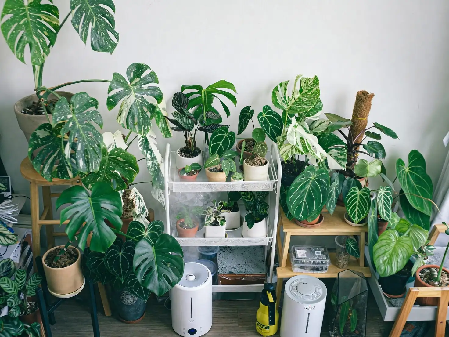 zebra plant humidifier small fan