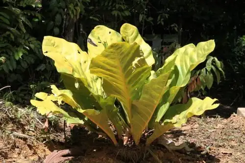 zebra plant rainforest understory dappled light