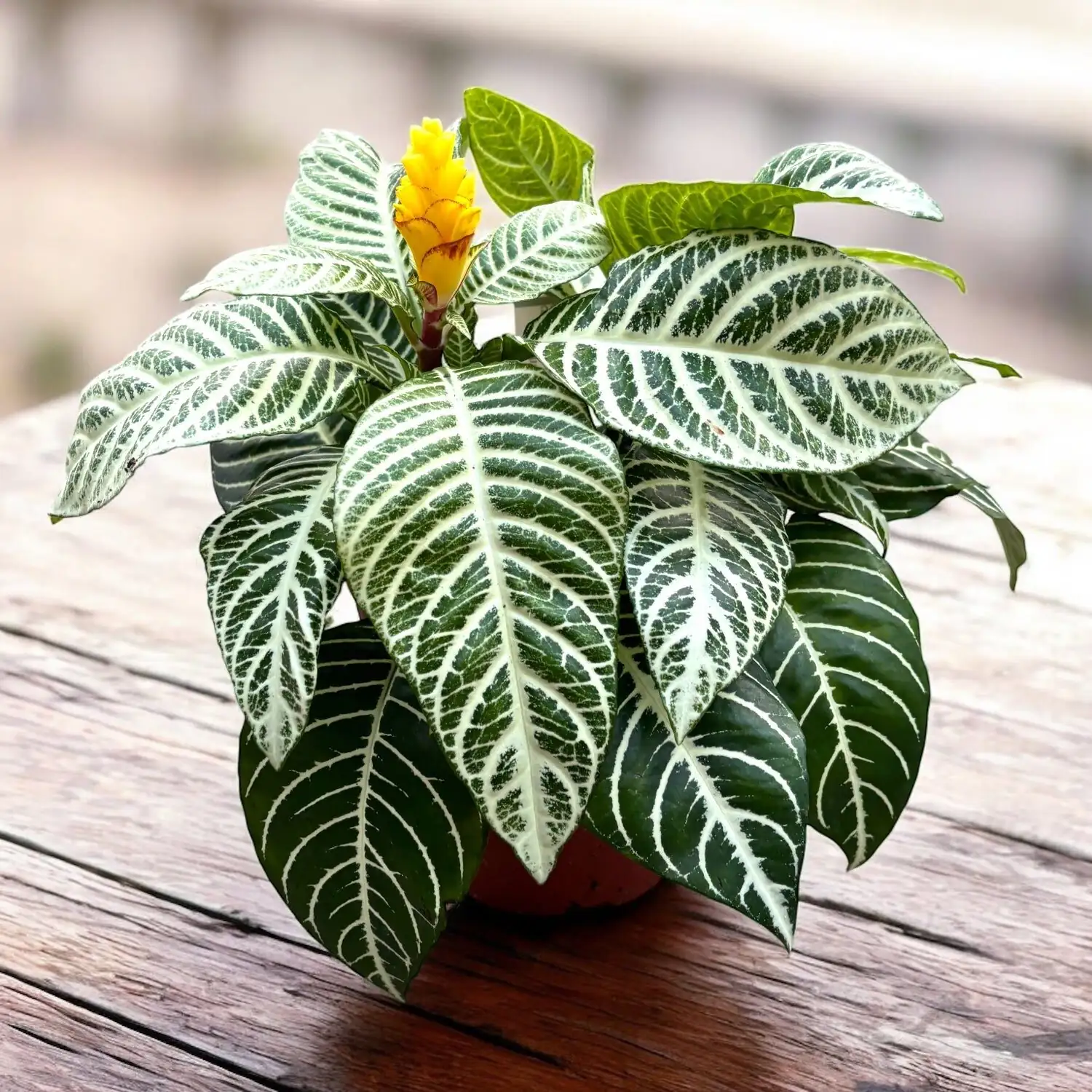 zebra plant yellow bracts flowering