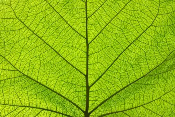 zebra plant leaf veins close-up