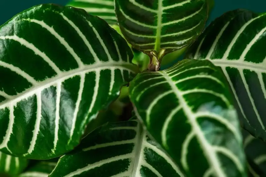 zebra plant leaf veins close up