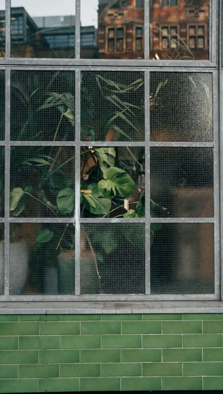 zebra plant east window morning
