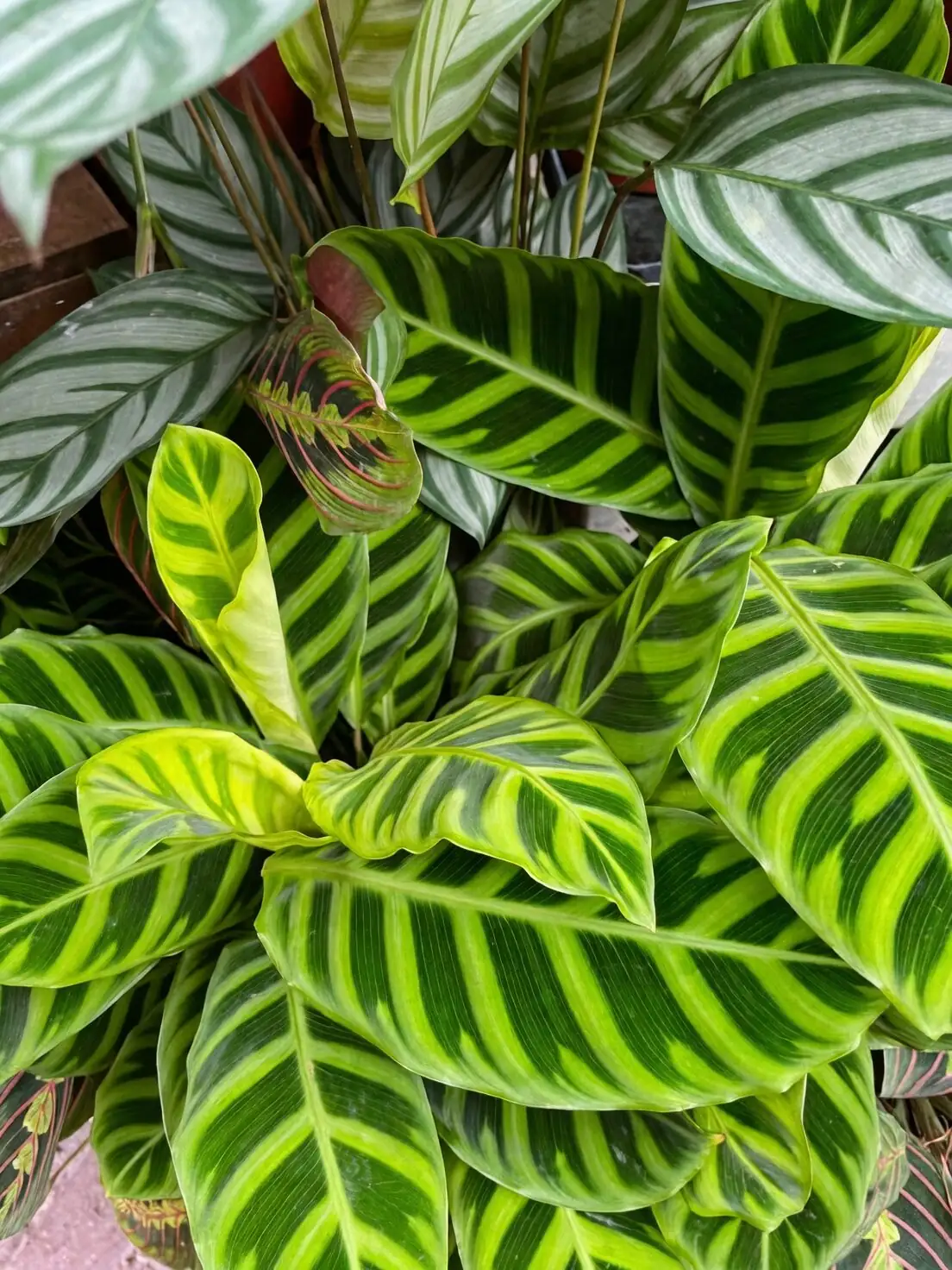 zebra plant entryway tall planter