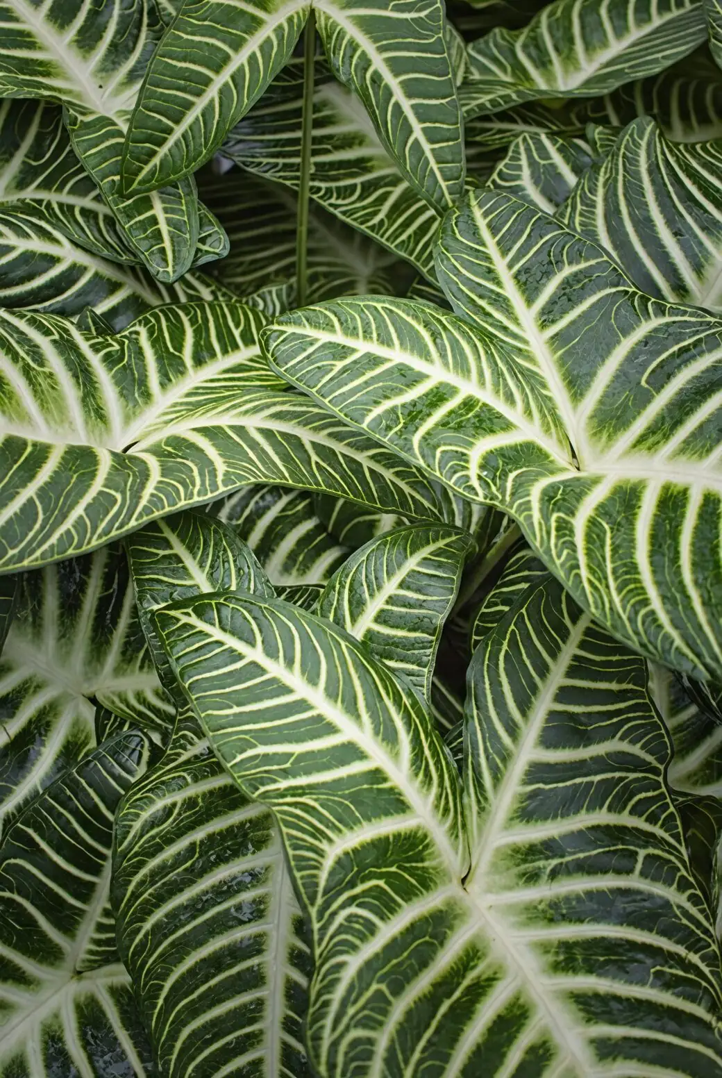 zebra plant flower bract close-up