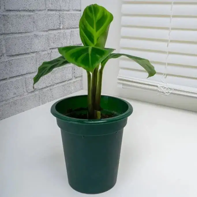 zebra plant bathroom east window